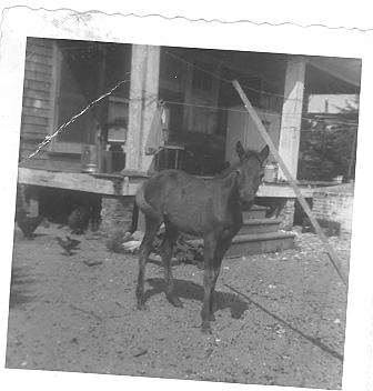 Resident pony, Thurston House, 1950s