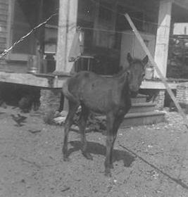 Resident pony, Thurston House, 1950s